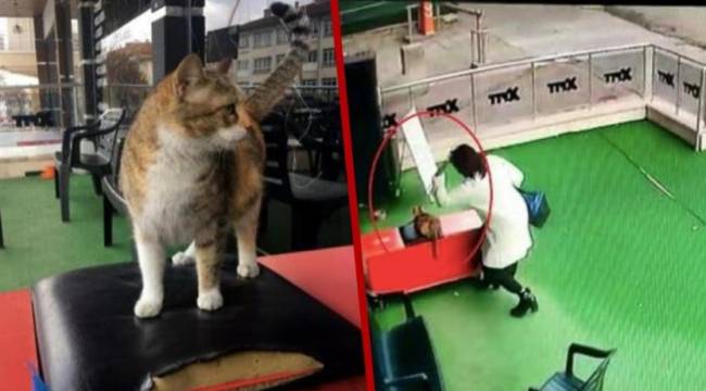 Hamile kediye vuran kadın: Suç olduğunu bilmiyordum, sonuçta insana vurmadım