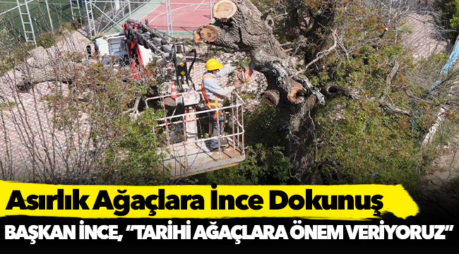 Asırlık Ağaçlara İnce Dokunuş