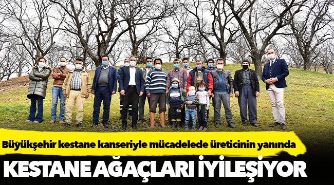 Büyükşehir kestane kanseriyle mücadelede üreticinin yanında