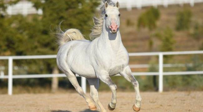 MHP'li belediyeye hibe edilen atlar kayboldu, soruşturma başlatıldı