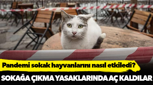 Pandemi sokak hayvanlarını nasıl etkiledi?