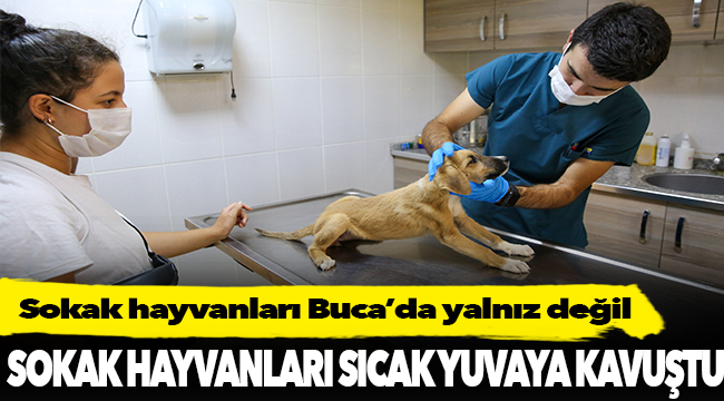Sokak hayvanları Buca’da yalnız değil