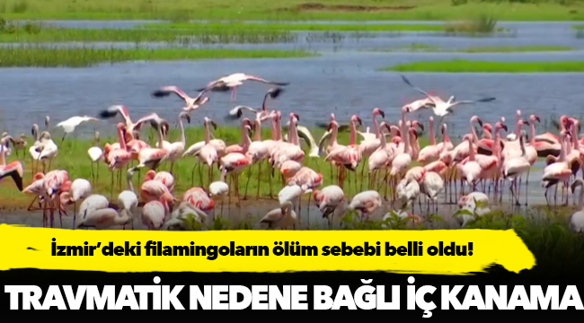 Telef olan flamingoların ölüm sebebi belli oldu