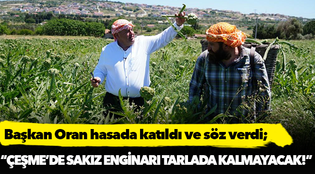 Başkan Oran hasada katıldı ve söz verdi;  “Çeşme’de sakız enginarı tarlada kalmayacak!”