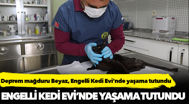 Deprem mağduru Beyaz, Engelli Kedi Evi’nde yaşama tutundu