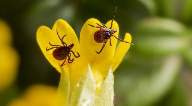 Doç. Dr. Aydın uyardı: KKKA belirtileri koronavirüse benziyor