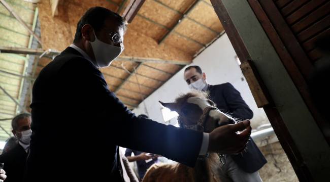 İmamoğlu, Erdoğan'ın kayıp atlarla ilgili çıkışına yanıt verdi: Sayın Pakdemirli, bir açıklama yapsanıza