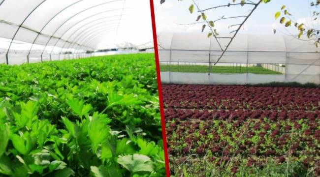 Antalya’da bahçe ve seralar için su aboneliği durduruldu