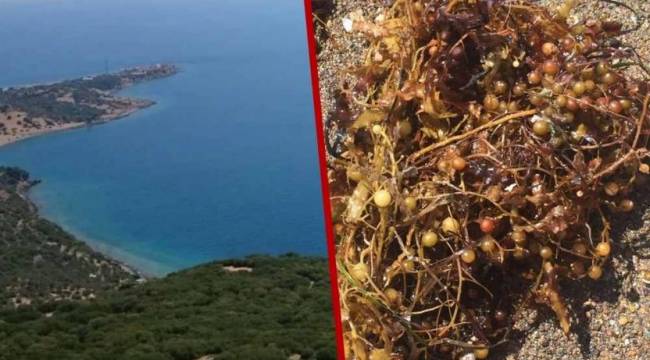 Ege'de ‘Sargassum’ yosunu görülmeye başlandı