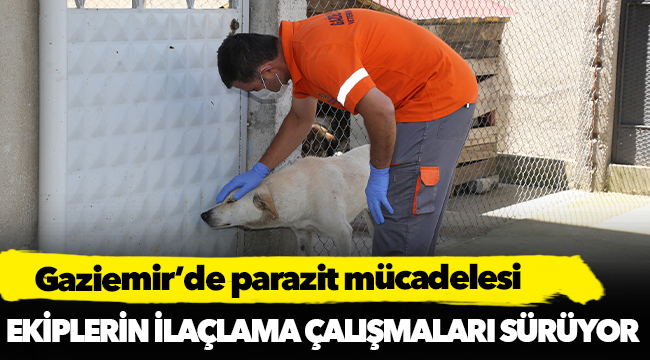 Gaziemir’de parazit mücadelesi
