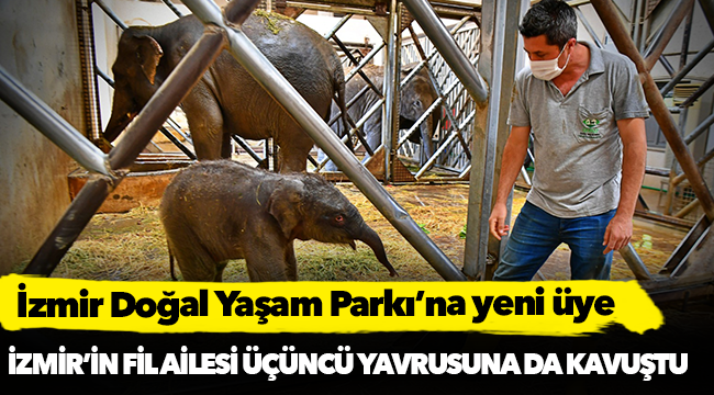 İzmir’in fil ailesi üçüncü yavrusuna da kavuştu