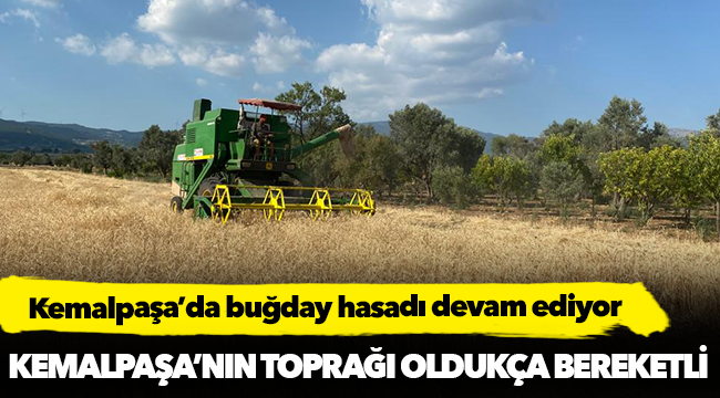 Kemalpaşa’da buğday hasadı devam ediyor