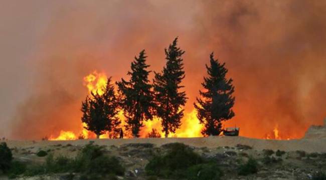 Marmaris'te orman yangını