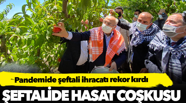 Pandemide şeftali ihracatı rekor kırdı