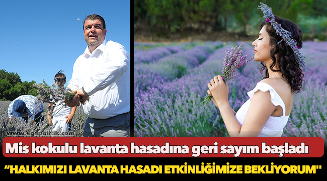 Mis kokulu lavanta hasadına geri sayım başladı