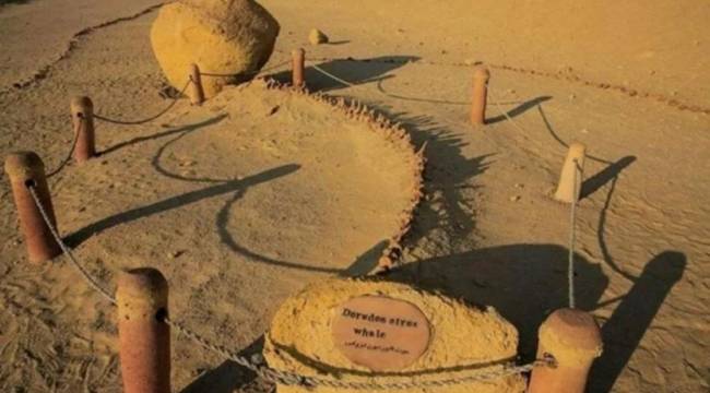 43 milyon yıllık 4 ayaklı balina keşfedildi