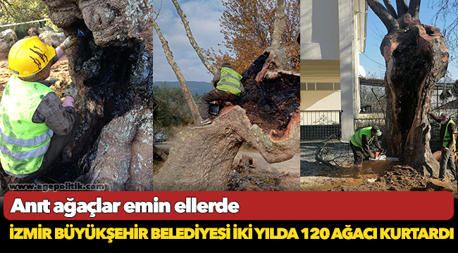 İzmir Büyükşehir Belediyesi iki yılda 120 ağacı kurtardı