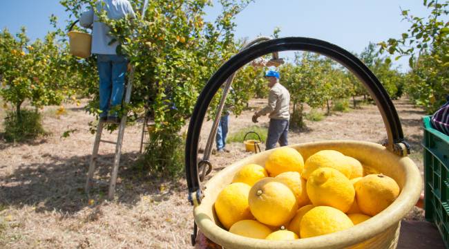 Taze meyve sebze sektörüne çifte destek