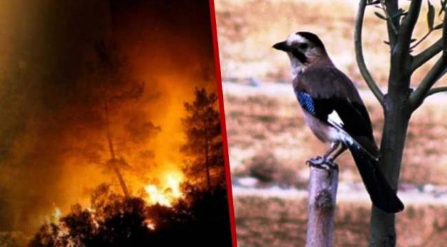 Yangınlar birçok kuş türünü vurdu: Üreme mevsiminden kaynaklı çoğu telef oldu