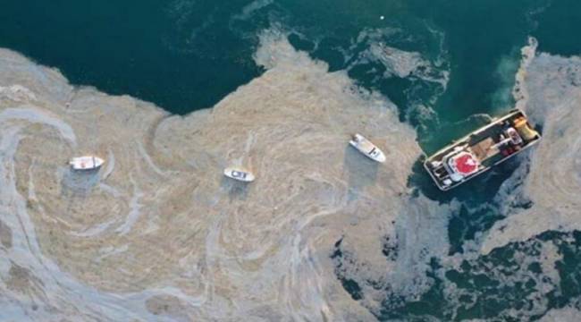Akdeniz için müsilaj uyarısı: Kahverengileşiyor