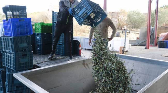 Foça'da zeytin hasadı ve sıkımı başladı
