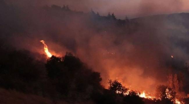 Hatay'da zeytinlik alanda yangın