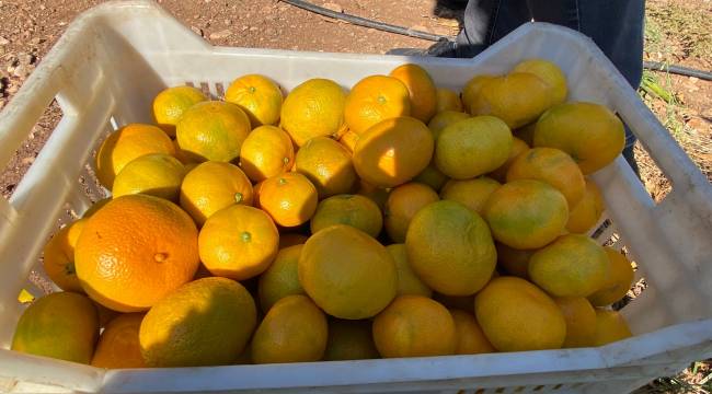Satsuma mandalinanın ihracat yolculuğu 27 Ekim’de başlıyor