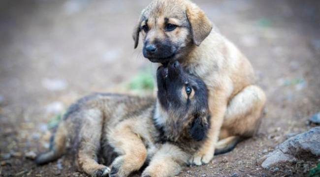 İzmir'de 31 sokak hayvanı zehirlenerek katledildi