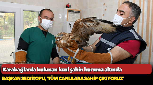 Kızıl şahin koruma altında