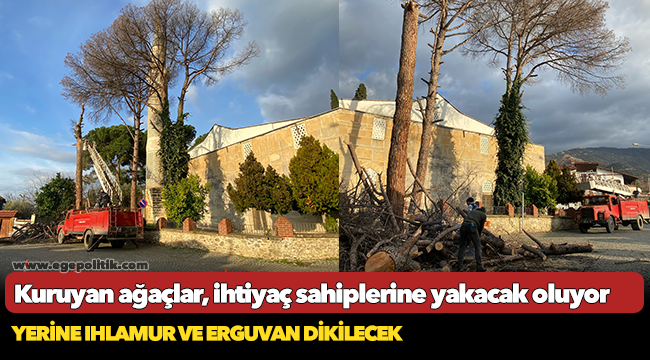 Kuruyan ağaçlar, ihtiyaç sahiplerine yakacak oluyor