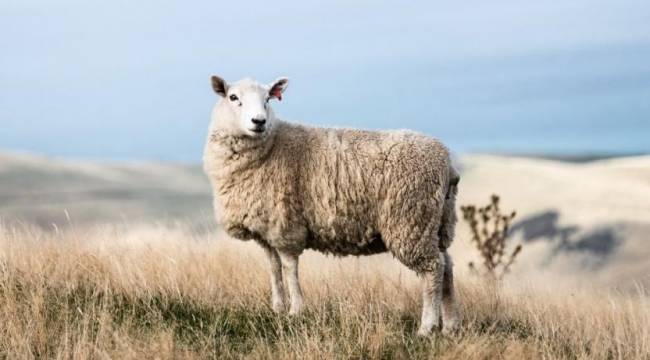 Sarhoş din adamı koyun yerine adam 'kurban etti'