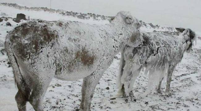 Valilikten 'donmuş eşek' açıklaması