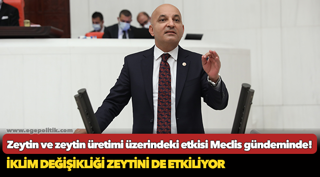 İklim değişikliğinin zeytin ve zeytin üretimi üzerindeki etkisi Meclis gündeminde!