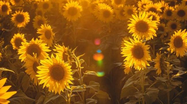 Ayçiçek yağının fiyatı bir haftada yüzde 40 arttı