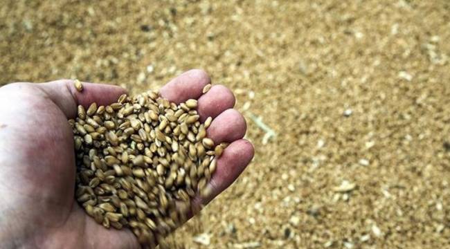 Buğday krizi aylarca sürecek!