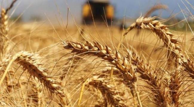 Buğdaya yüzde 22 zam: 'Tüketiciye ekmek ve un zammı olarak dönecek'