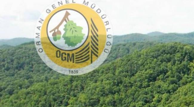 Muğla'da 'Ormancı'lara operasyon: 25 gözaltı