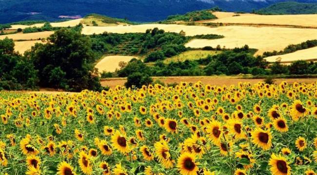 Resmi Gazete'de yayımlandı: Yağlık ayçiçeği kararı