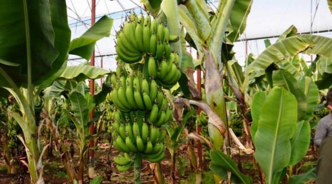Rubledeki değer kaybı nedeniyle muz ithalatı tehdit altında