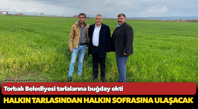 Torbalı Belediyesi, tarlalarına buğday ekti