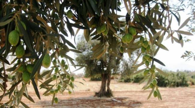 Zeytinlik kıyımı yargıya taşındı