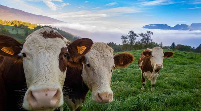 Bakanlıktan 'acele' kırmızı et hamlesi! 81 ile gönderildi!