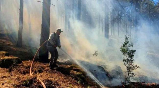 Muğla Menteşe'de orman yangını