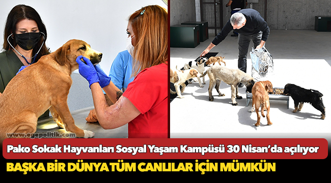 Pako Sokak Hayvanları Sosyal Yaşam Kampüsü 30 Nisan’da açılıyor