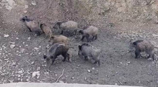 Sarıyer'de domuzlar şehir merkezine indi