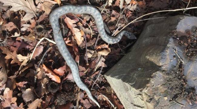 Sinop'ta nesli tehlike altındaki boynuzlu engerek görüntülendi