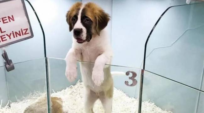 'Süs hayvanı' ibaresi yönetmelikten kaldırıldı