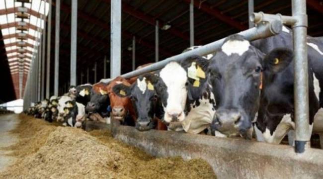 Yem fiyatlarına bir zam daha