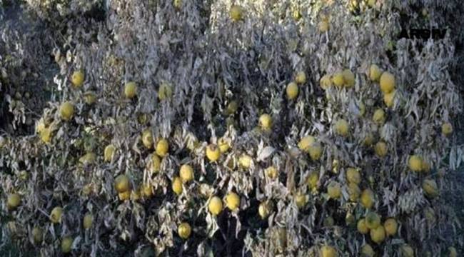 Zirai don nedeniyle Adana'daki limon ağaçları kurudu