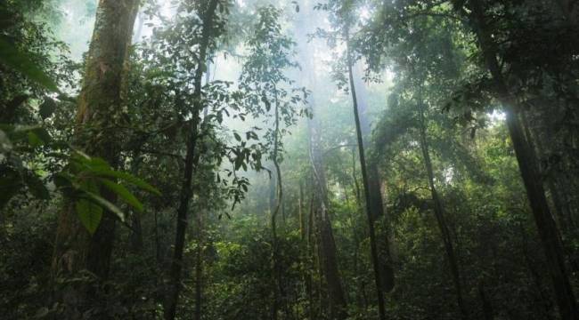 4 ilde bazı alanlar orman sınırları dışına çıkartıldı